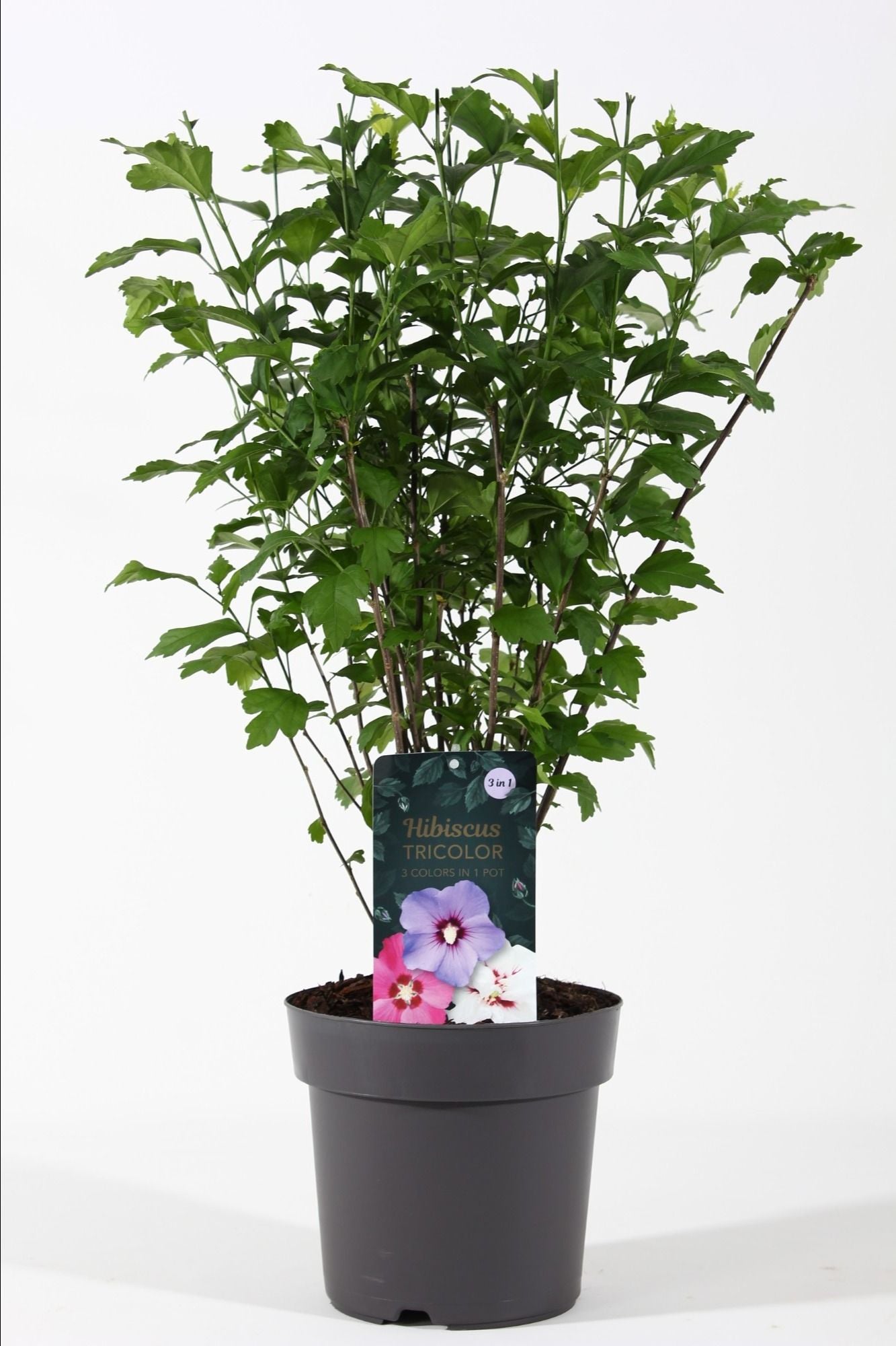 Hibiscus syriacus mix 55cm 21cm Pot