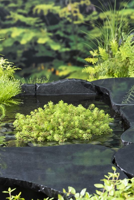 Myriophyllum red stem (18 x18) 30cm 18cm Pot