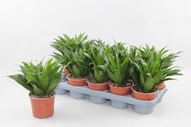 Dracaena fragrans Compacta 25cm 12cm Pot
