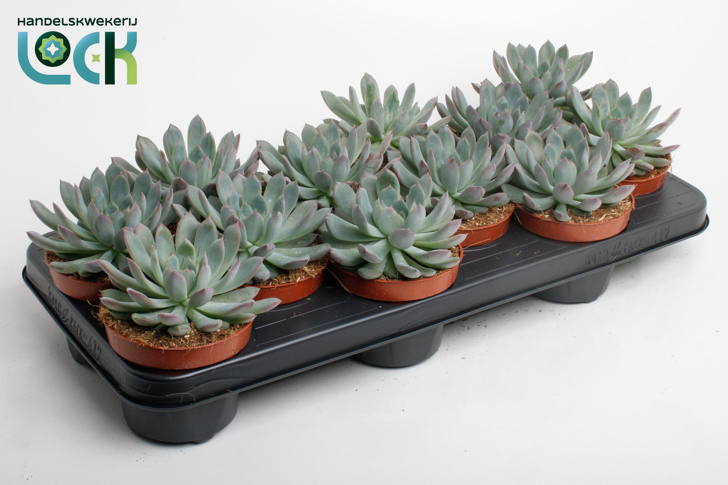 Echeveria Pelisuda 15cm 510cm Pot