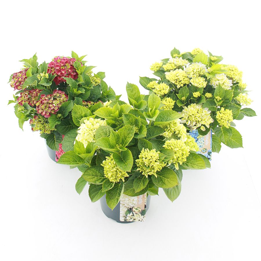 Hydrangea macr. Lacecap 45cm 23cm Pot