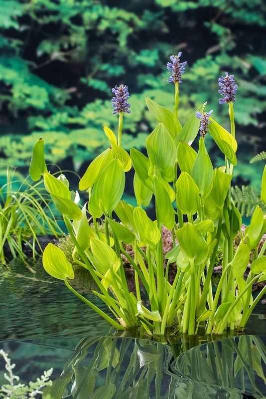 Pontederia cordata 20cm 9cm Pot