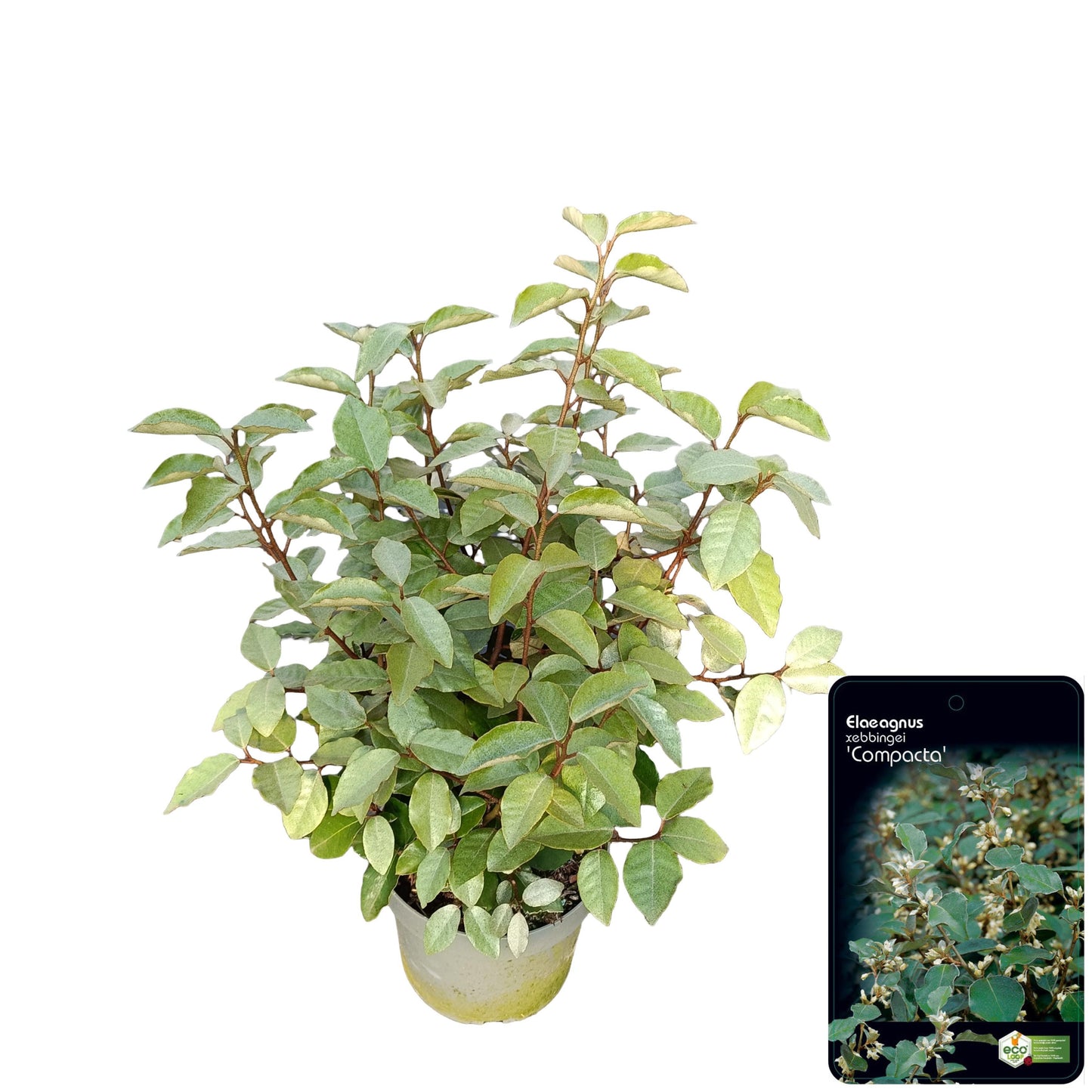 Elaeagnus Compacta 45cm 17cm Pot
