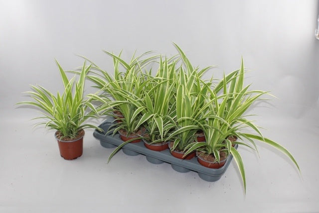 Chlorophytum comosum 35cm 12cm Pot