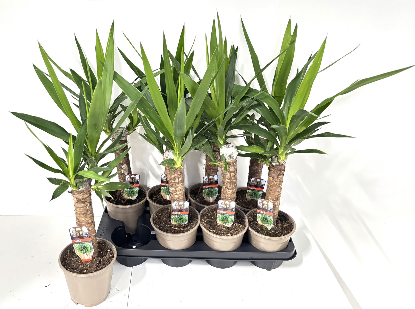 Yucca elephantipes 55cm 14cm Pot