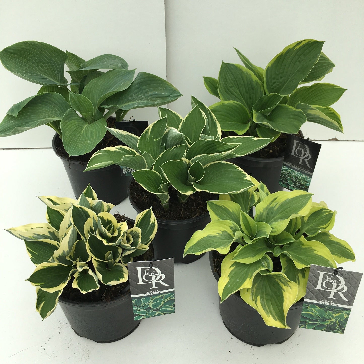Hosta mix 30cm 19cm Pot