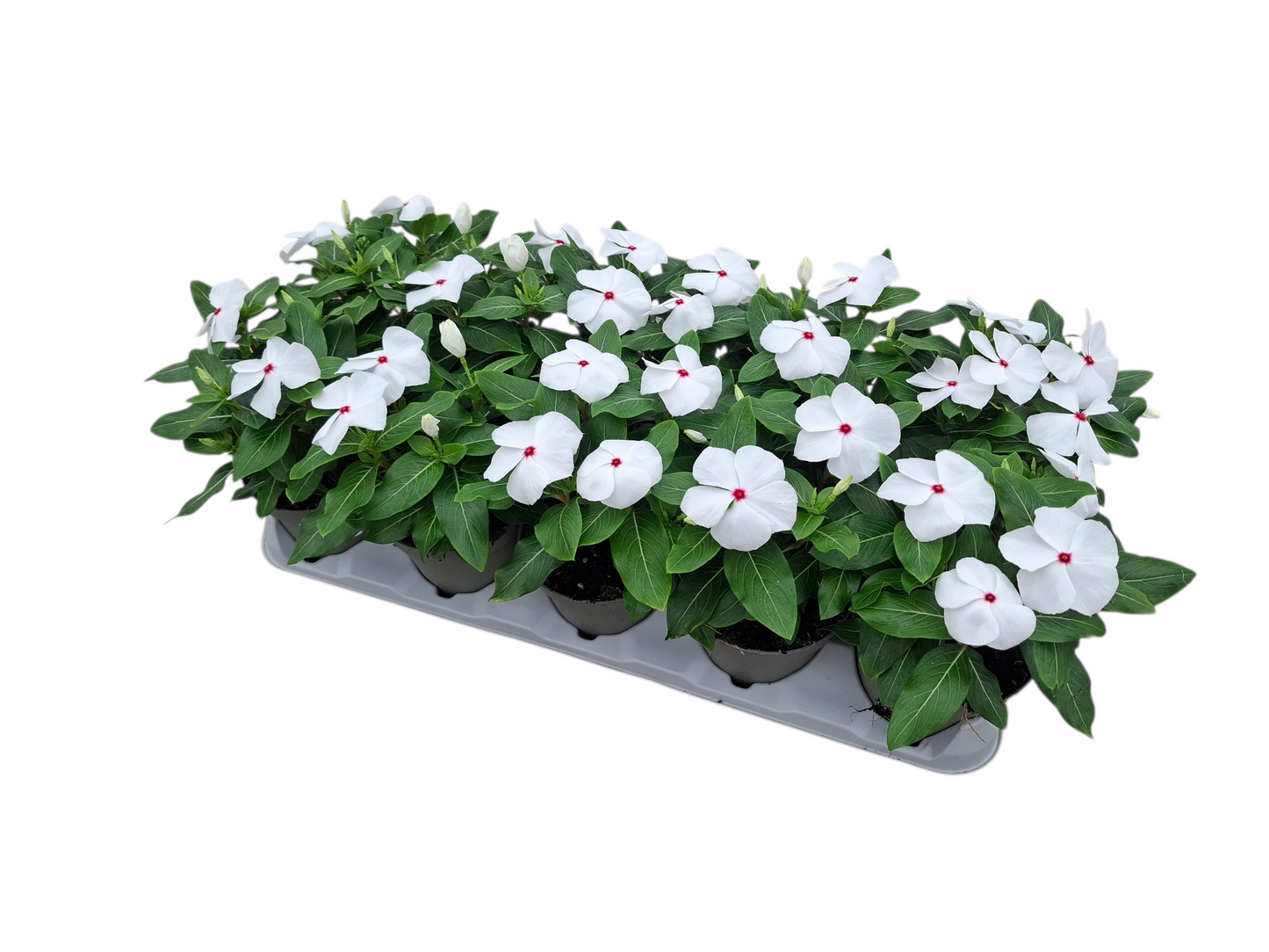 Catharanthus Pacifica XP Polka Dot 32cm 12cm Pot