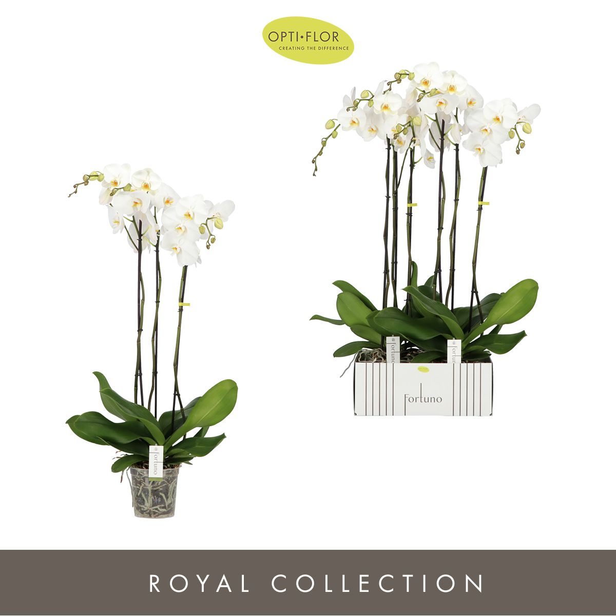 Phalaenopsis Fortuno white 110cm 17cm Pot