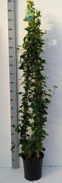 Hedera hibernica 24cm Pot