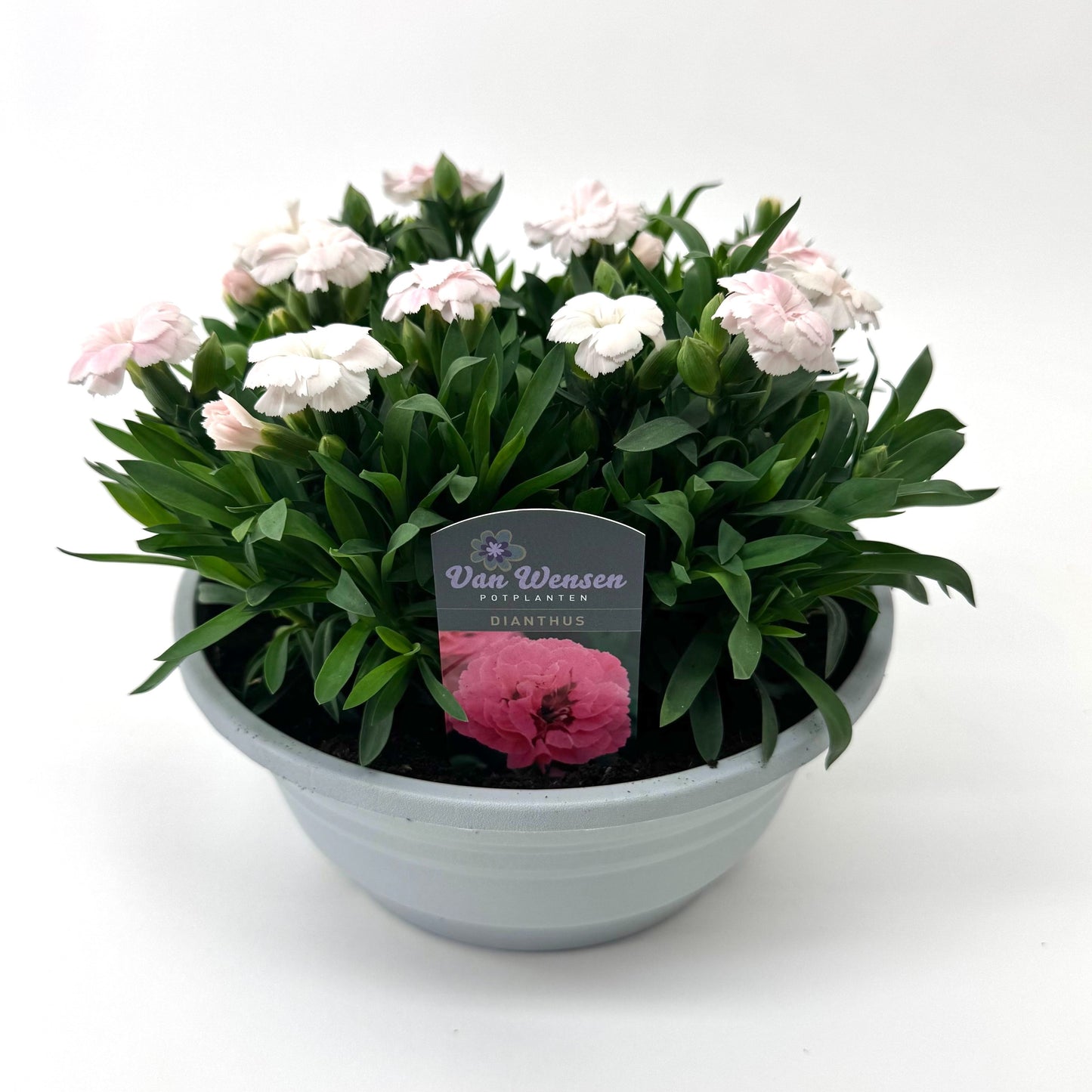 Dianthus Oscar white 22cm 21cm Pot