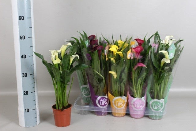Zantedeschia mix 45cm 12cm Pot