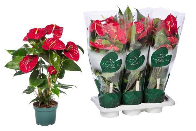 Anthurium Nevada 60cm 17cm Pot