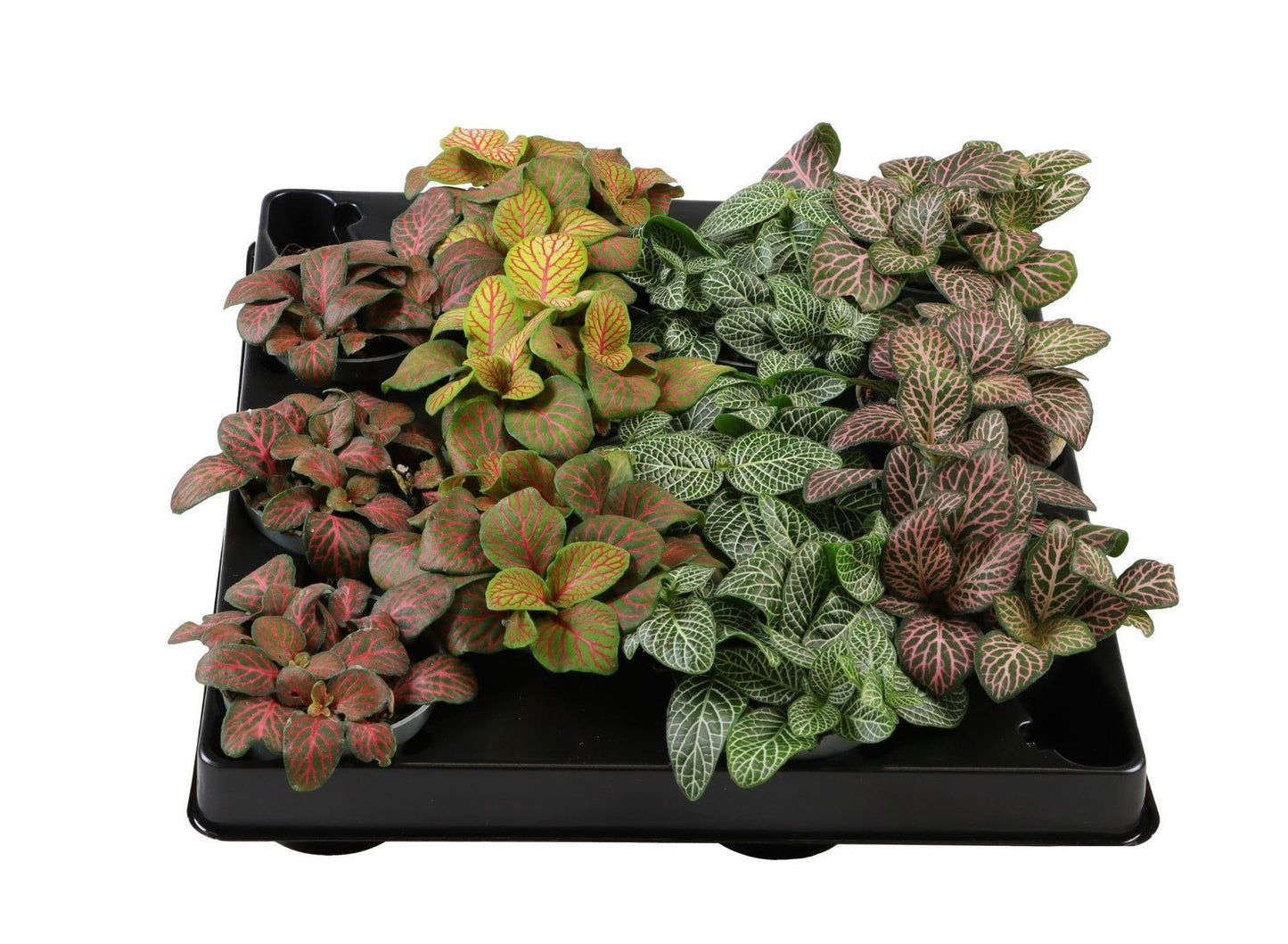 Fittonia mix 10cm 6cm Pot