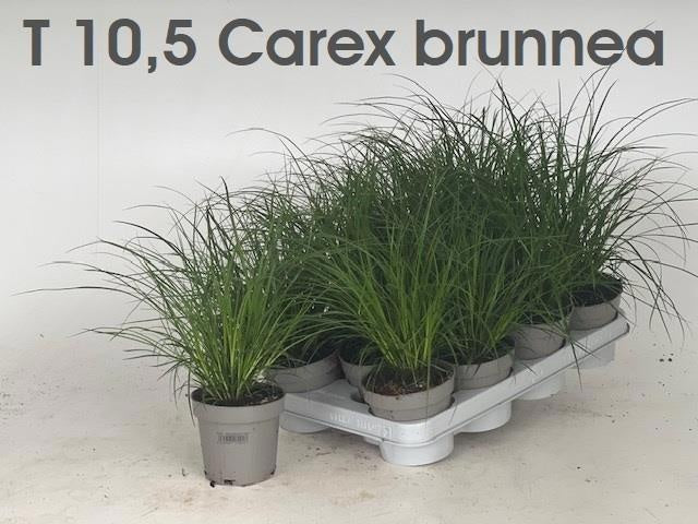 Carex brunnea 28cm 510cm Pot