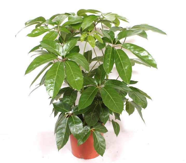 Schefflera act. Amate 100cm 30cm Pot