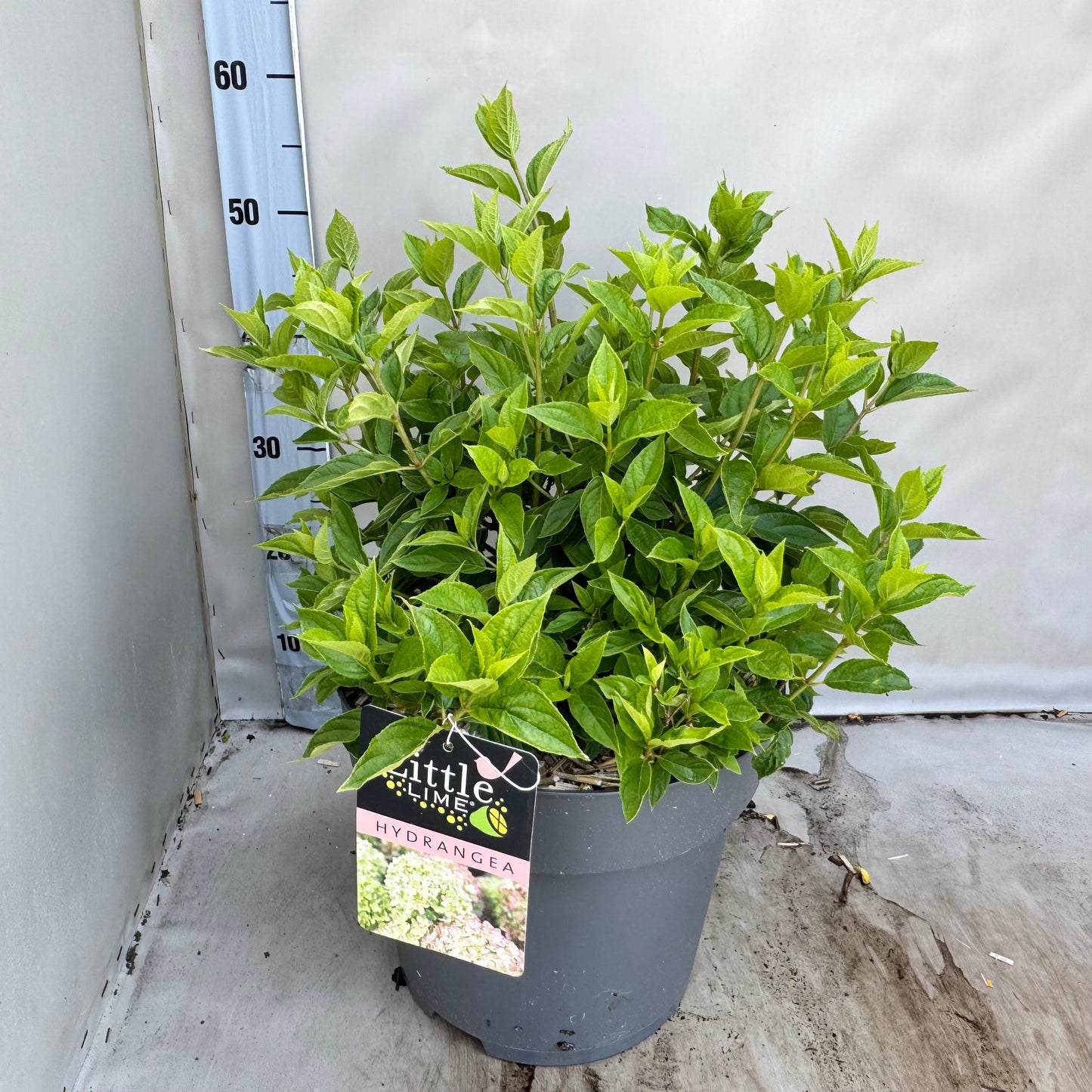 Hydrangea pan. Little lime 50cm 30cm Pot