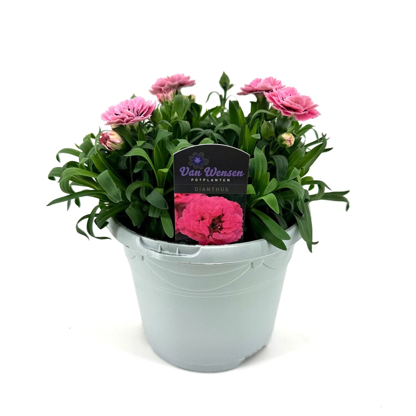 Dianthus Oscar Pink and Purple 25cm 17cm Pot