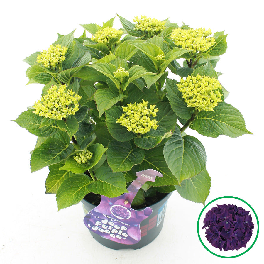 Hydrangea macr. Deep Purple Dance 45cm 23cm Pot