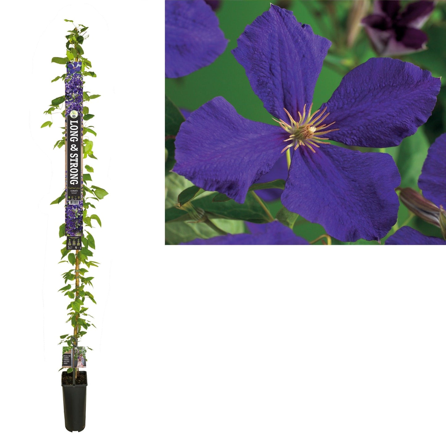 Clematis Jackmanii 210cm 23cm Pot