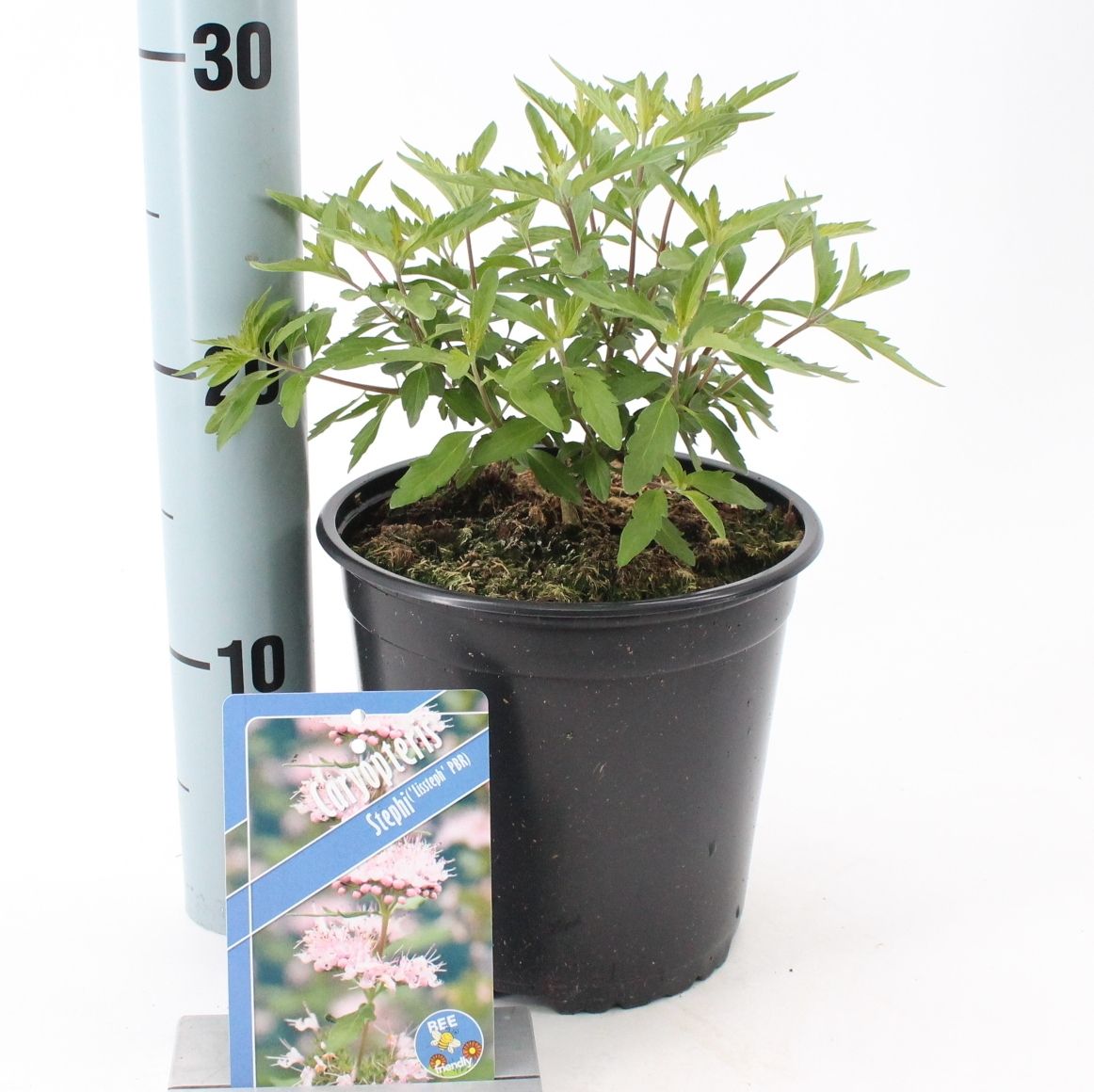 Caryopteris cla. Stephi 40cm 17cm Pot