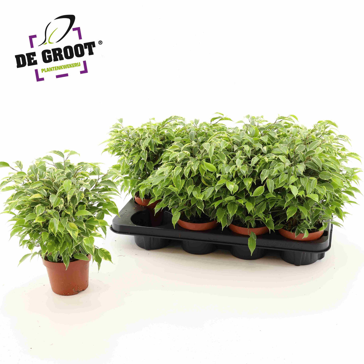 Ficus benjamina Kinky 30cm 12cm Pot
