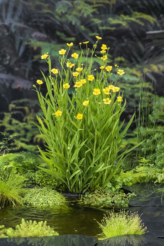 Ranunculus flammula 20cm 9cm Pot