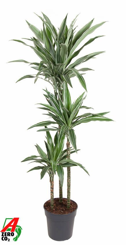 Dracaena fragrans Warneckei 90-60-30 140cm 24cm Pot