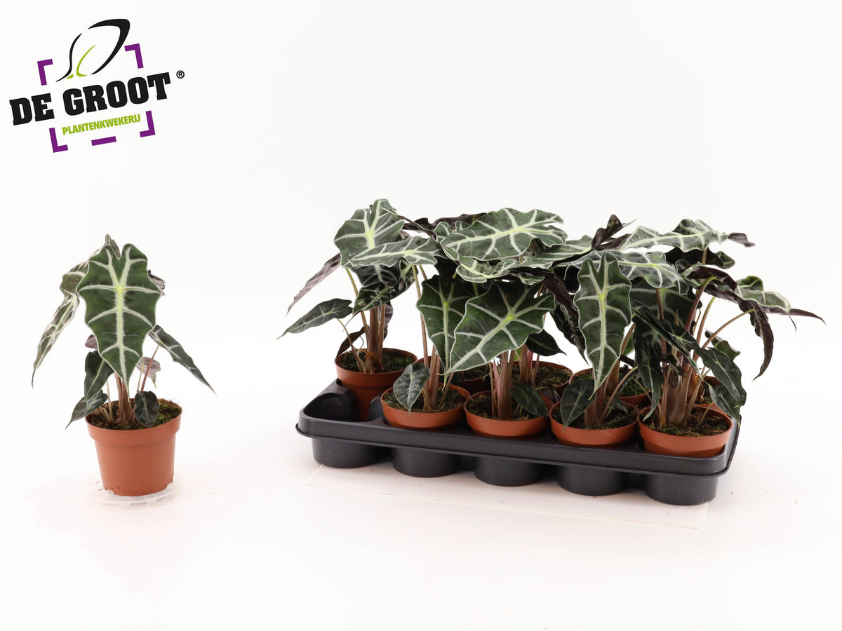 Alocasia Polly 30cm 12cm Pot