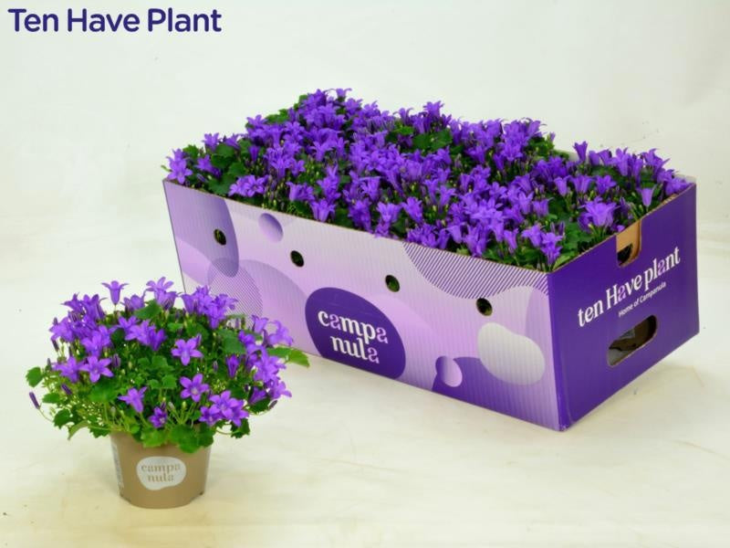 Campanula Porto 20cm 11cm Pot