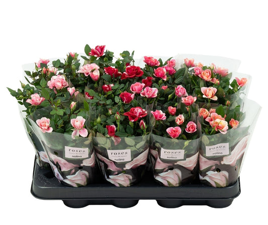 Roses Party mix 20cm 7cm Pot