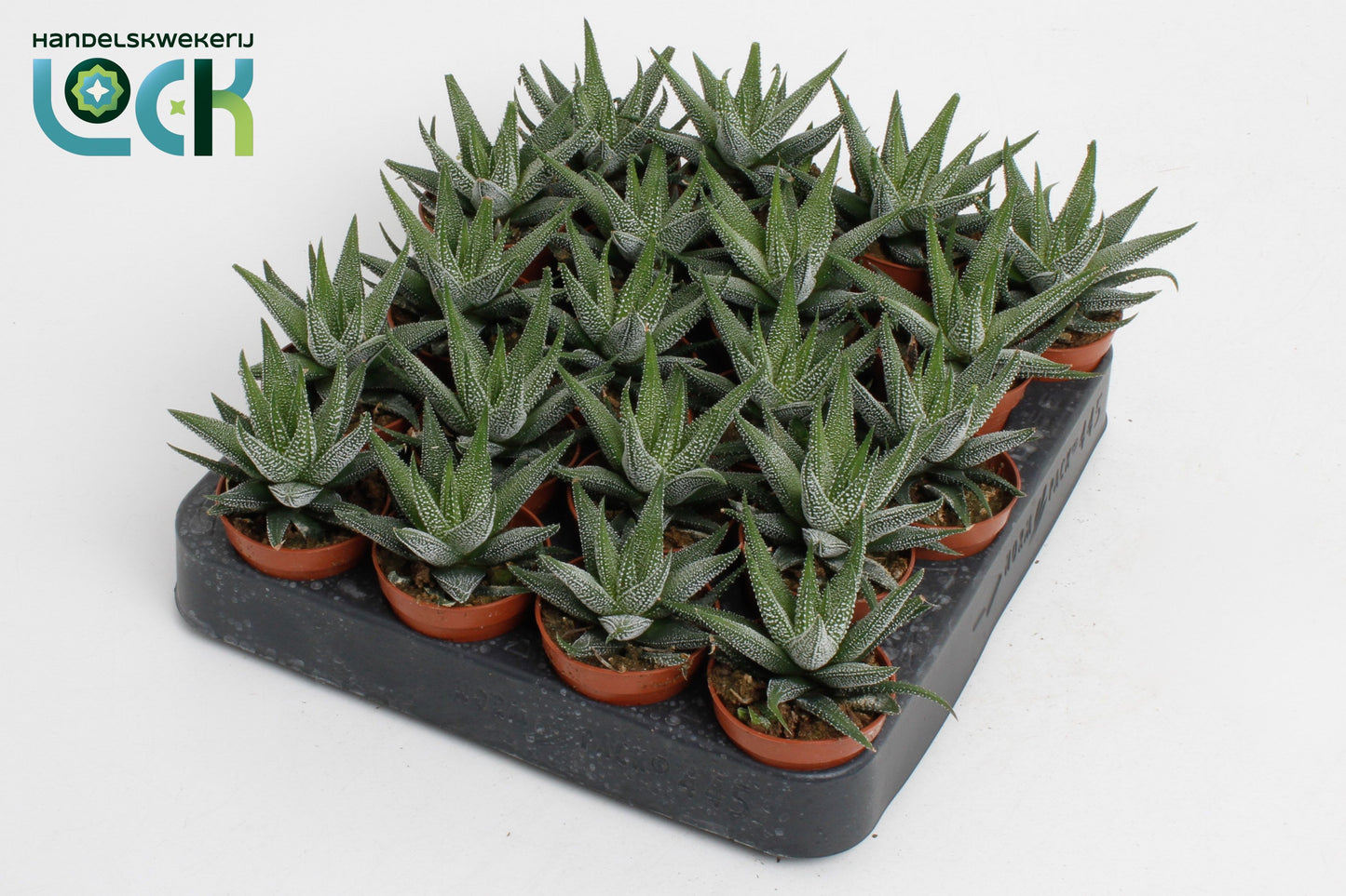 Haworthia Concolor 10cm 5.5cm Pot