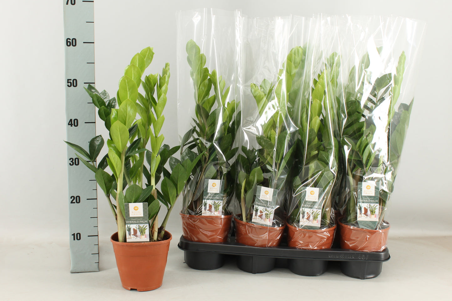 Zamioculcas zamiifolia 60cm 14cm Pot