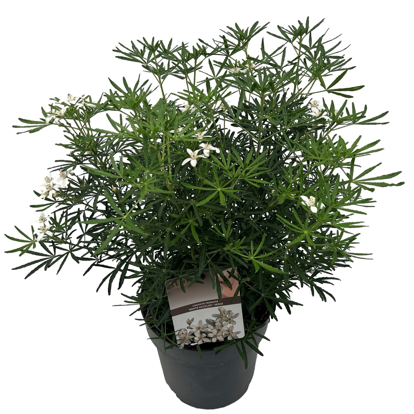 Choisya White Dazzler 40cm 23cm Pot