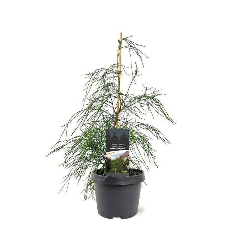 Chamaecyparis law. Drooping Solo 45cm 19cm Pot
