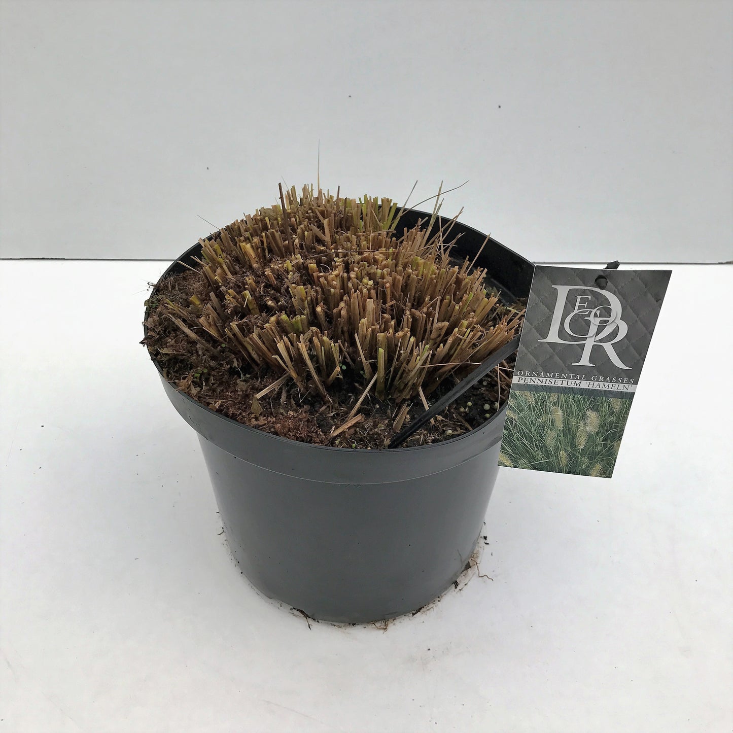 Pennisetum Hameln 70cm 29cm Pot
