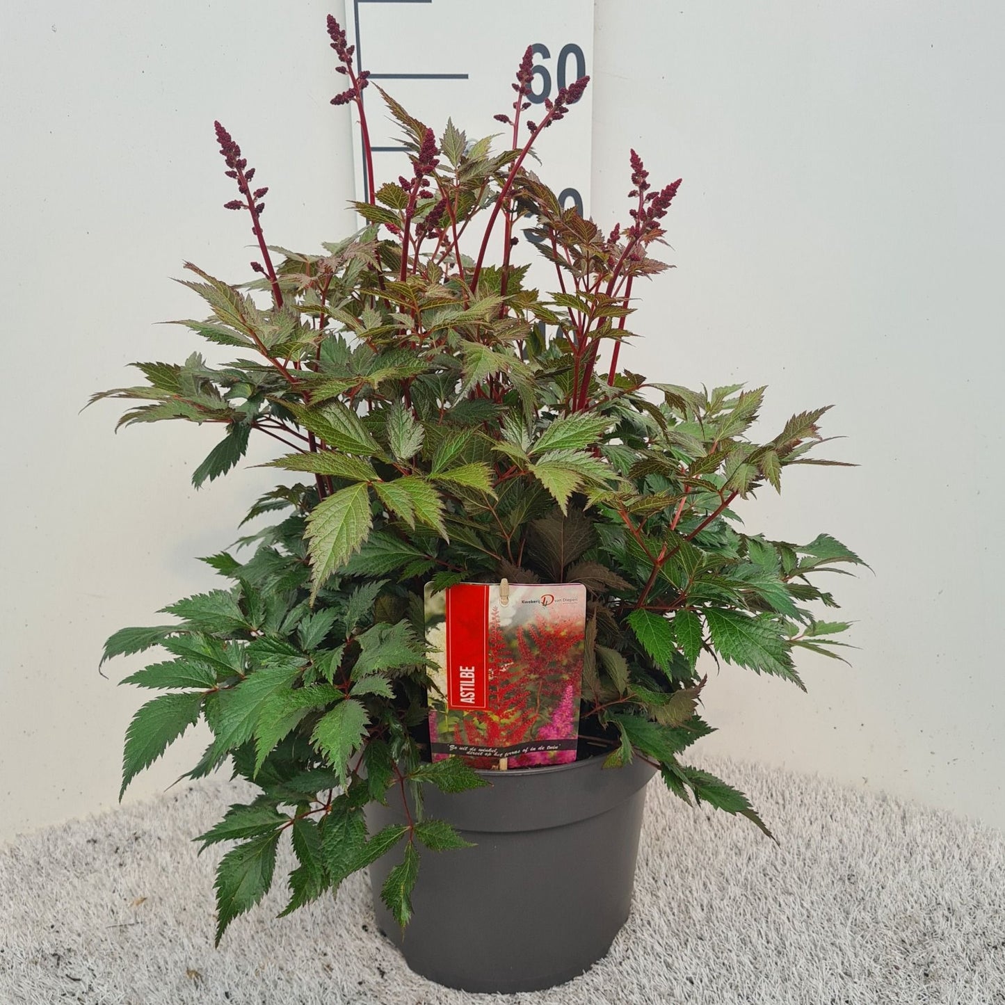 Astilbe ar. Fanal 50cm 26cm Pot