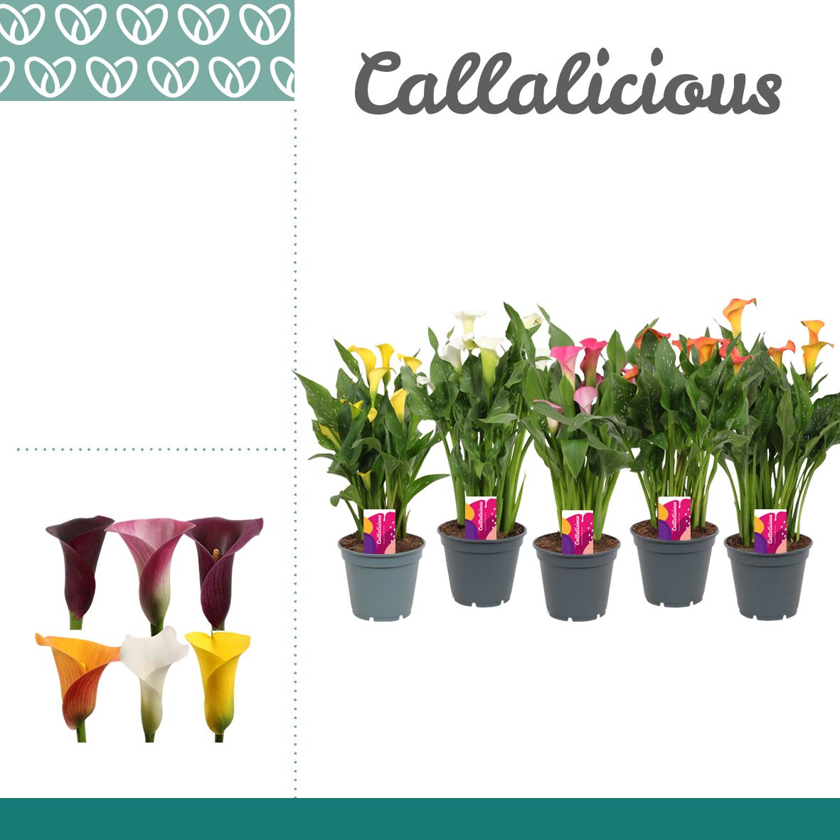 Zantedeschia mix 45cm 17cm Pot
