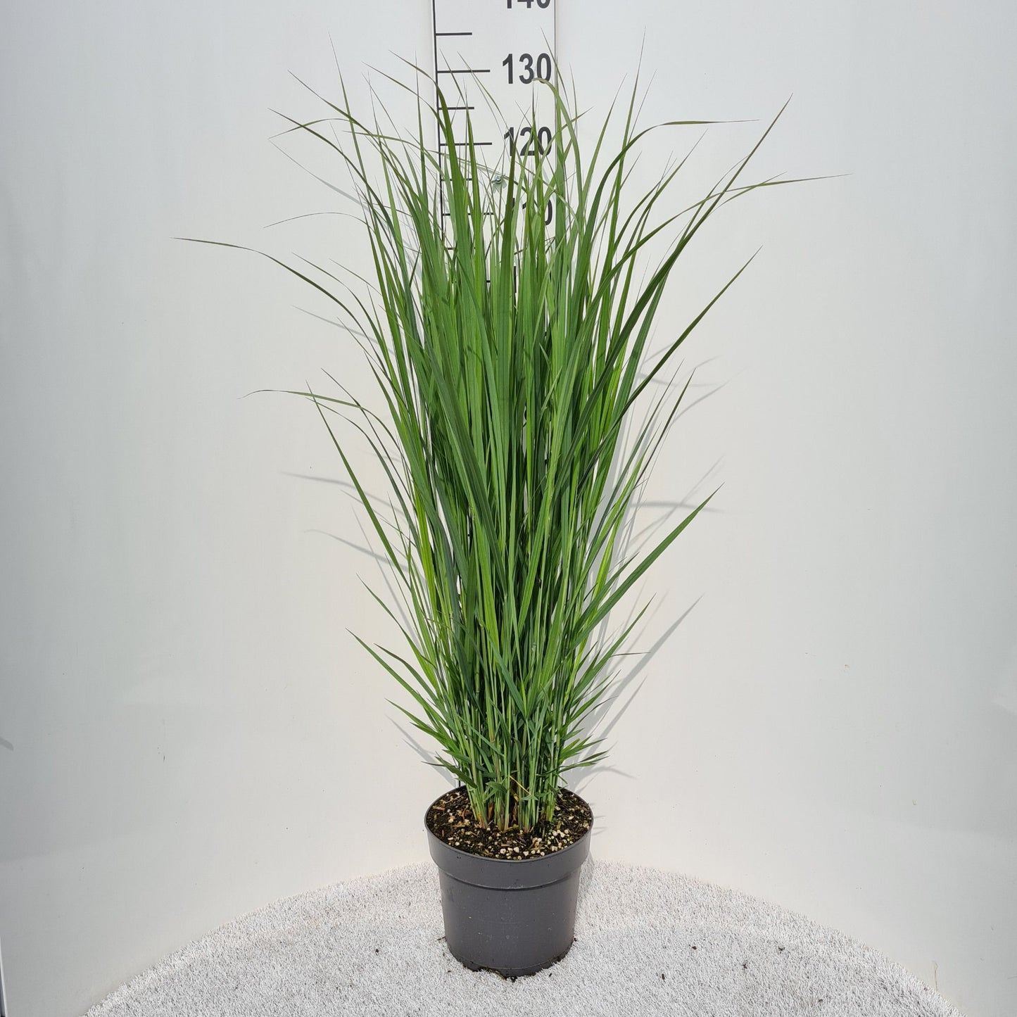 Panicum virgatum 50cm 26cm Pot