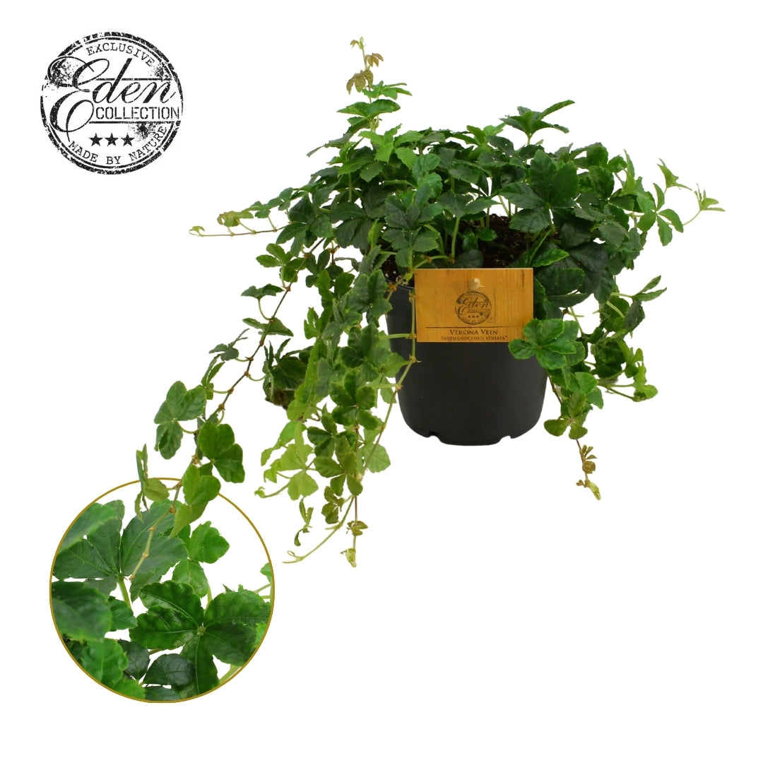 Parthenocissus inserta 20cm 12cm Pot