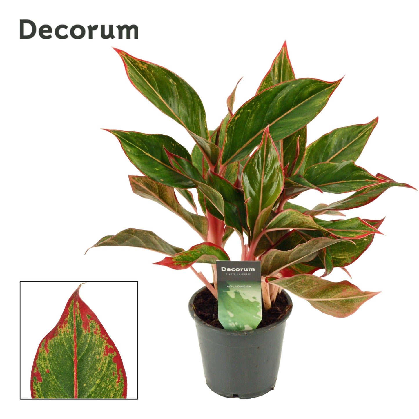 Aglaonema Crete 35cm 12cm Pot