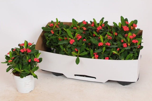 Euphorbia milii Vulcanus 22cm 12cm Pot