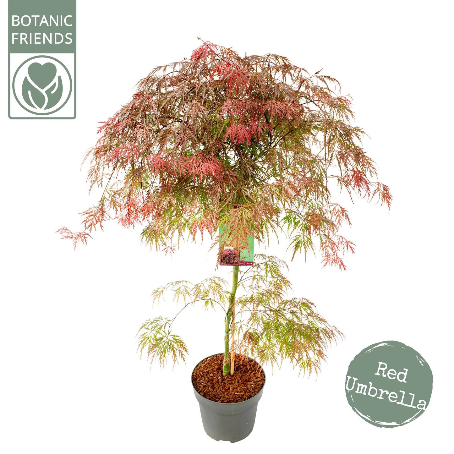 Acer palm. Garnet 110cm 29cm Pot