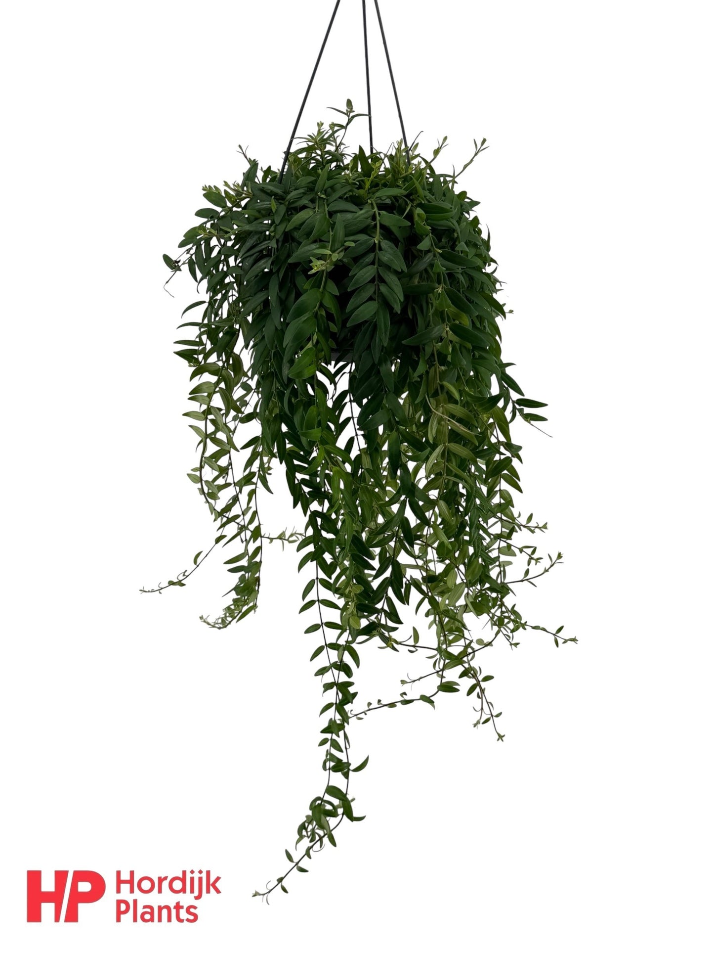 Aeschynanthus Japhrolepis Hanging Basket 40cm 15cm Pot