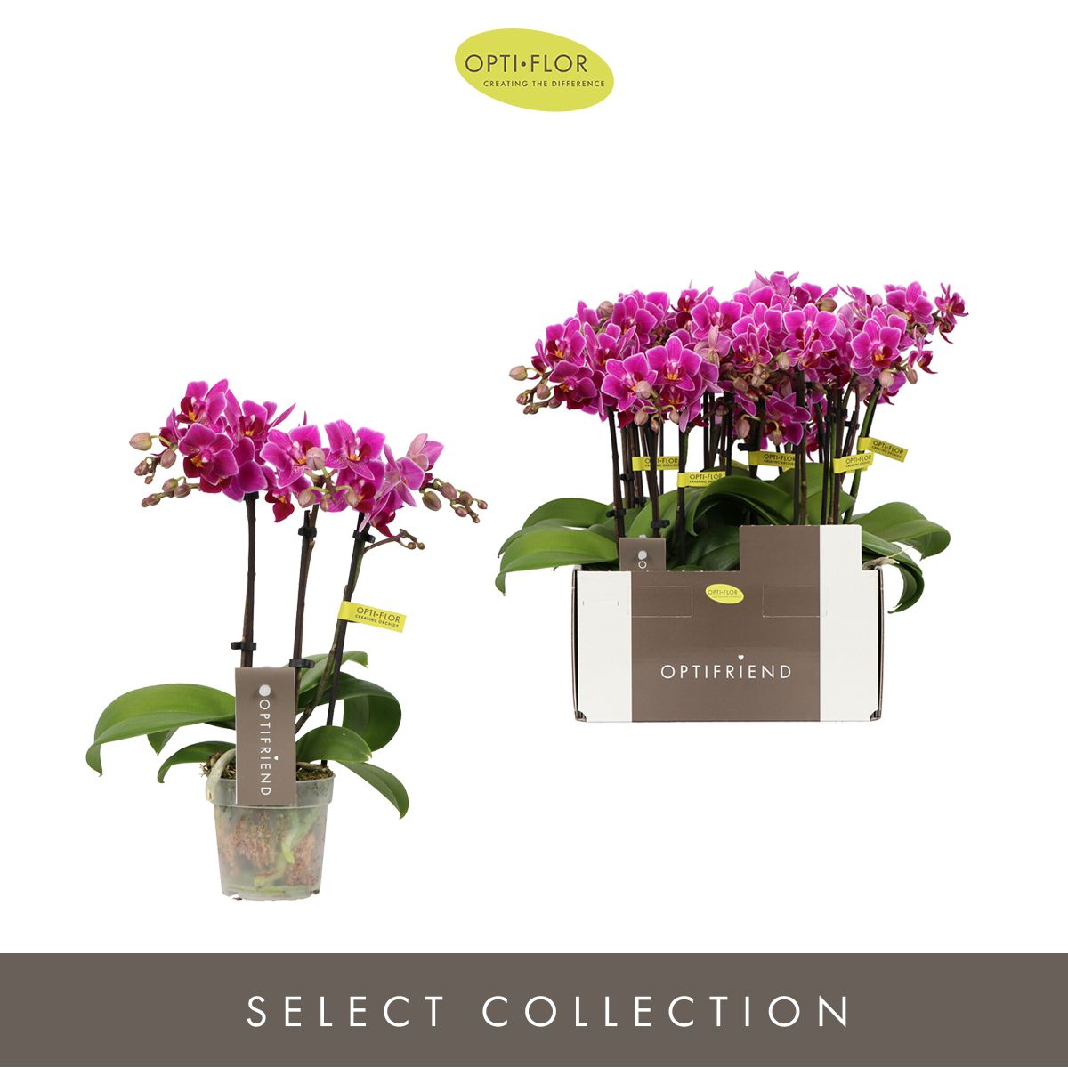 Phalaenopsis mf Fay 25cm 7cm Pot