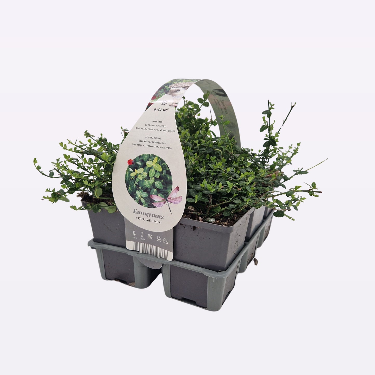 Euonymus Minimus 10cm 9cm Pot