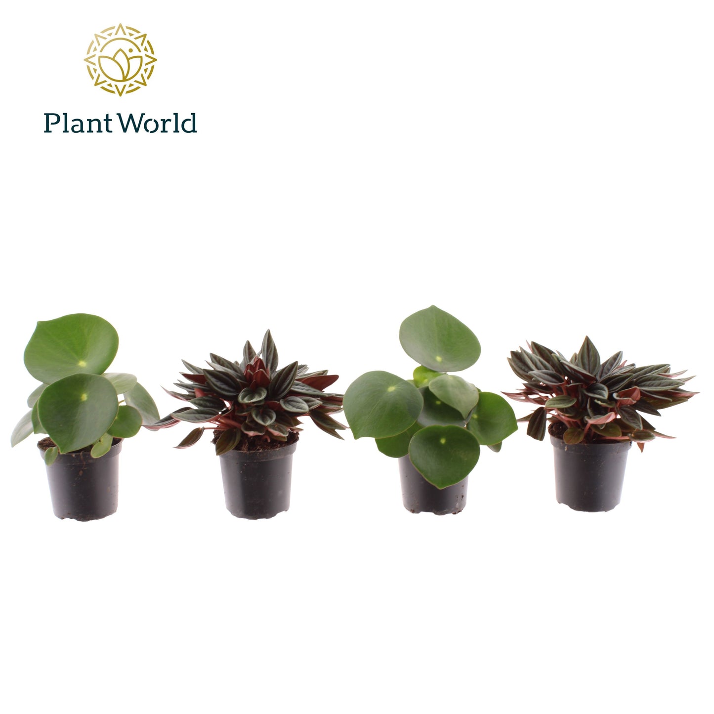Peperomia mix 10cm 7cm Pot