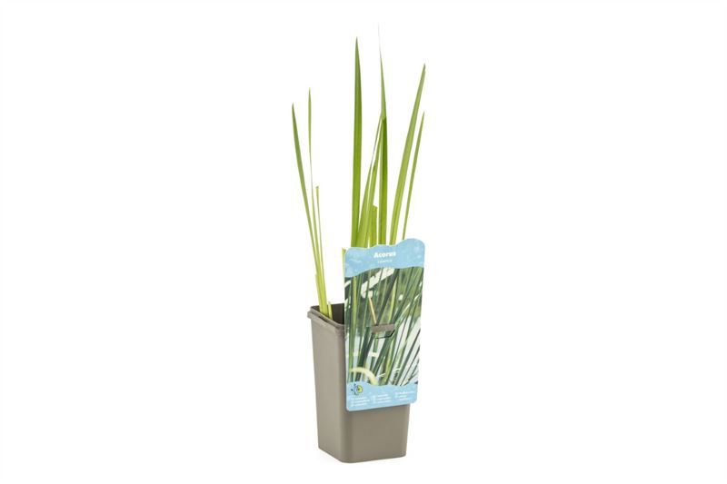 Acorus calamus 22cm 11cm Pot