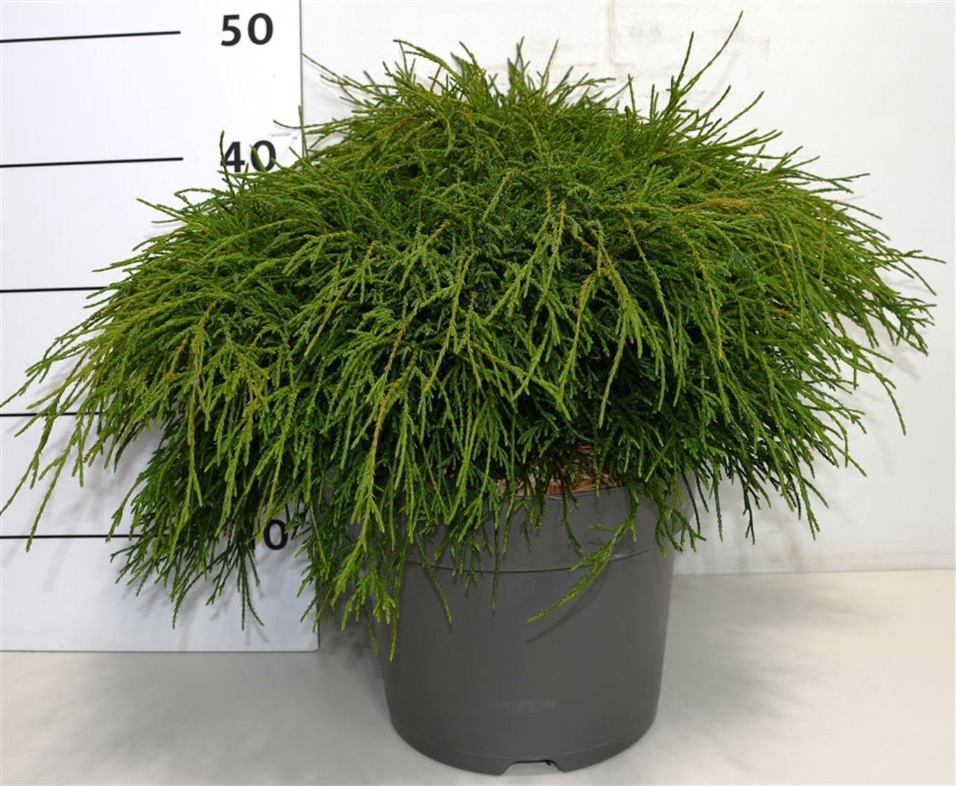 Chamaecyparis pis. Filifera Nana 45cm 26cm Pot