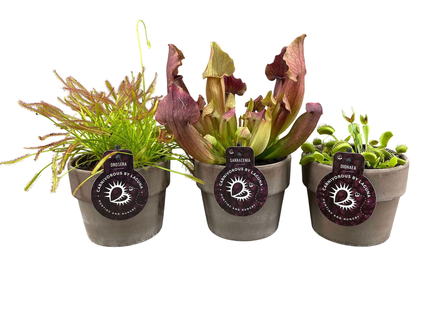 Kwekerij Laguna BV Carnivorous plants mix (+ drp.terracotta) Pack of 6