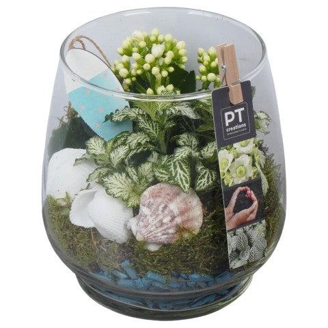 PTSUT8917 Arrangementen kamerplanten 19cm 16cm Pot